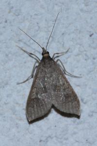 <i>Mecyna asinalis</i>