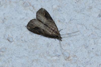 <i>Schrankia costaestrigalis</i>