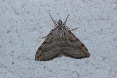 <i>Aplocera efformata</i>
