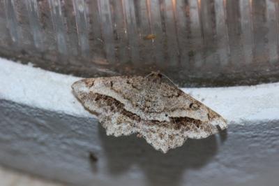 <i>Chiasmia aestimaria</i>