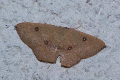 <i>Cyclophora puppillaria</i>