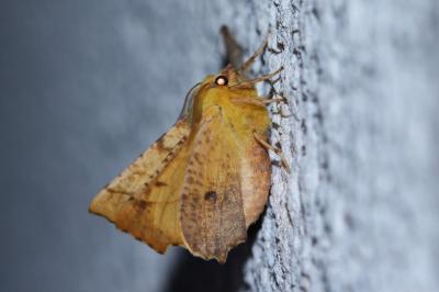 <i>Ennomos alniaria</i>