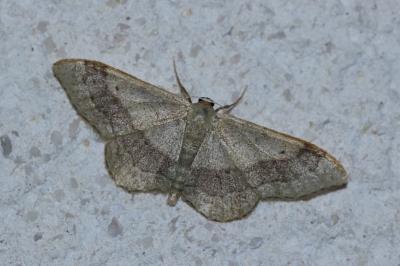 <i>Idaea aversata</i>