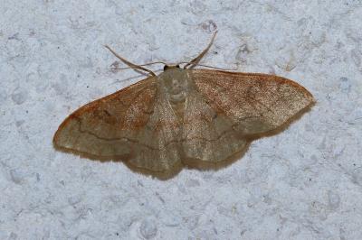 <i>Idaea rubraria</i>