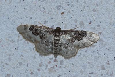 <i>Idaea rusticata</i>