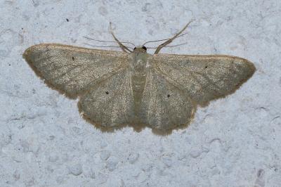 <i>Idaea straminata</i>