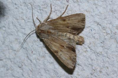 <i>Apamea lithoxylaea</i>