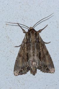 <i>Apamea monoglypha</i>