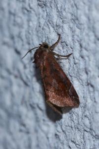 <i>Cosmia pyralina</i>