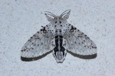 <i>Cerura erminea</i>