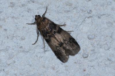 <i>Euzophera pinguis</i>