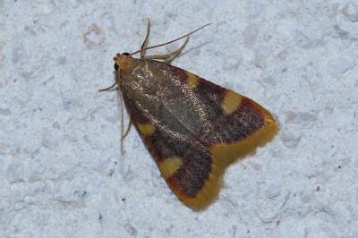 <i>Hypsopygia costalis</i>