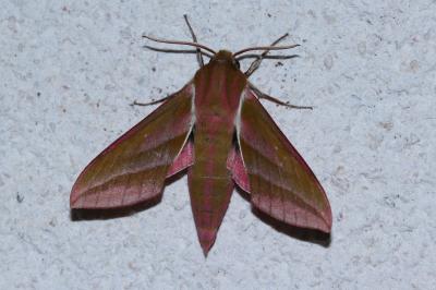 <i>Deilephila elpenor</i>
