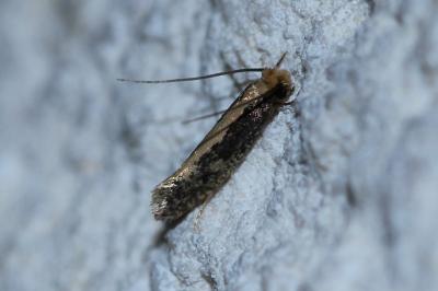 <i>Monopis crocicapitella</i>