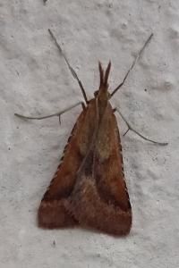 <i>Synaphe punctalis</i>