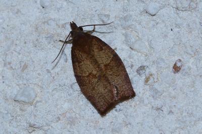<i>Pandemis heparana</i>