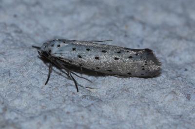 <i>Yponomeuta padella</i>