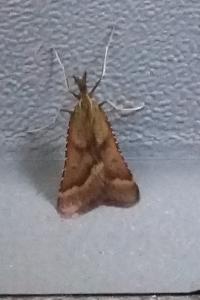 <i>Synaphe punctalis</i>