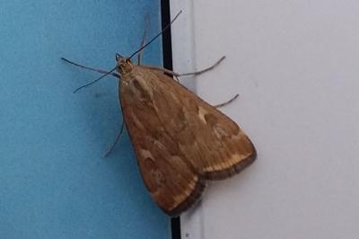 <i>Loxostege sticticalis</i>