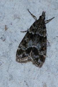 <i>Eudonia mercurella</i>