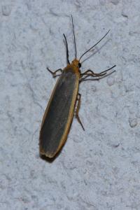 <i>Nyea lurideola</i>