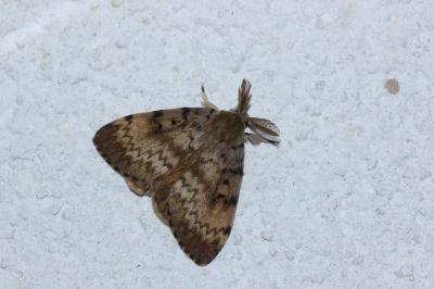 <i>Lymantria dispar</i>