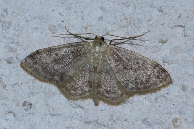 Idaea biselata