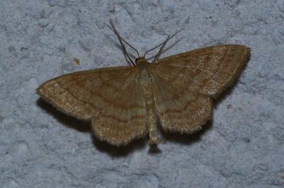 <i>Idaea ochrata</i>