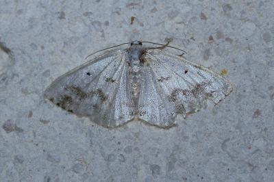 <i>Lomographa temerata</i>