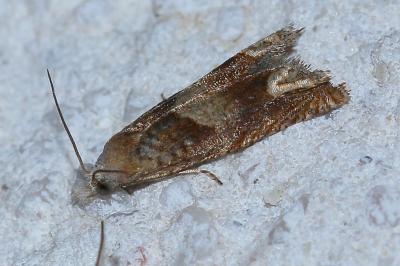 <i>Eucosma conterminana</i>