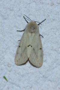 <i>Spilarctia lutea</i>