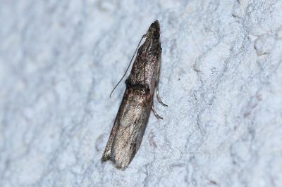 <i>Nephopterix angustella</i>