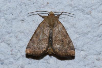 <i>Cosmia trapezina</i>