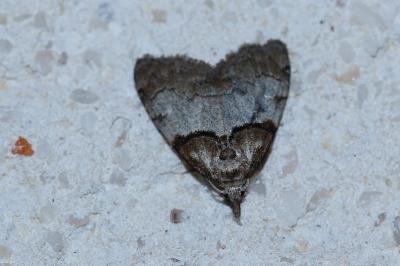 <i>Nola cucullatella</i>