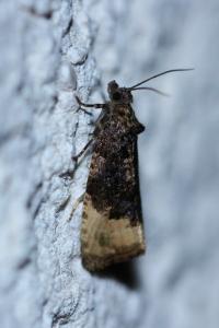 <i>Hedya ochroleucana</i>