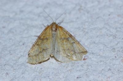 <i>Aspitates ochrearia</i>