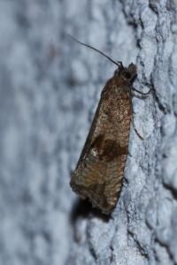 <i>Celypha striana</i>