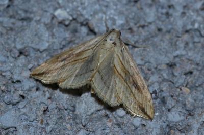<i>Evergestis forficalis</i>