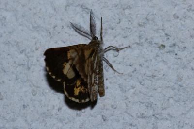 <i>Bupalus piniaria</i>