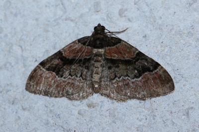 <i>Catarhoe rubidata</i>
