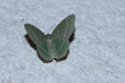 <i>Chlorissa</i>