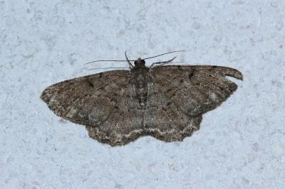 <i>Peribatodes rhomboidaria</i>
