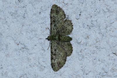 <i>Pasiphila rectangulata</i>