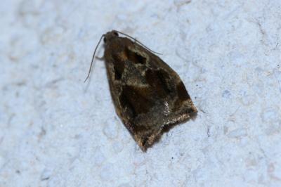 <i>Archips crataegana</i>