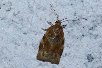 <i>Archips xylosteana</i>