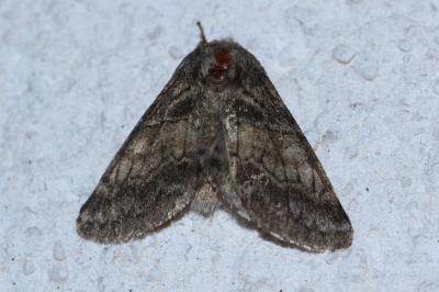 <i>Gluphisia crenata</i>