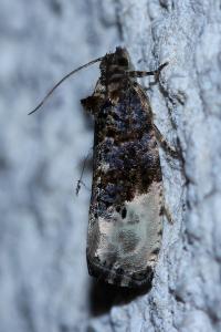 <i>Hedya nubiferana</i>