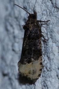 <i>Hedya ochroleucana</i>