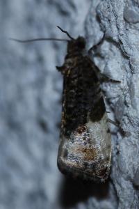 <i>Hedya pruniana</i>