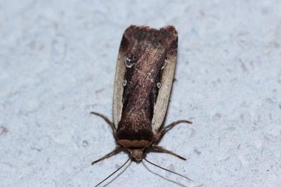<i>Ochropleura plecta</i>